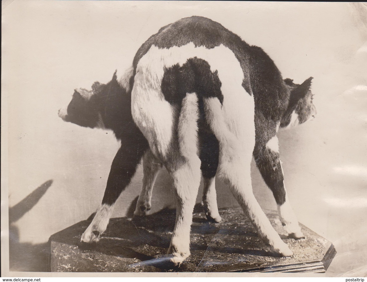 SIAMESE COW FLORENCE COLORADO SANTA FE BOVINE MONSTROSITY ANIMAUX ANIMALS ANIMALES 20*15CM Fonds Victor FORBIN 1864-1947 - Otros & Sin Clasificación