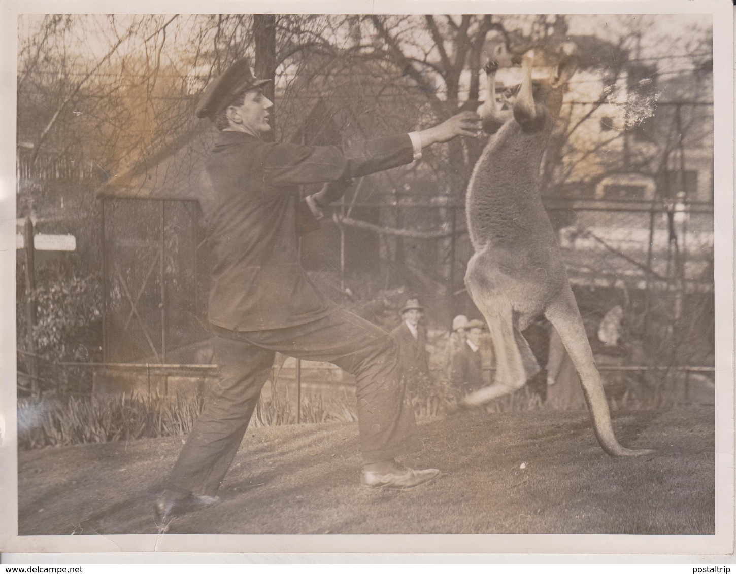 ZOO PETS TRICKS LONDON ZOO KANGAROO BOXING  ANIMAUX ANIMALS ANIMALES 20*15CM Fonds Victor FORBIN 1864-1947 - Sin Clasificación