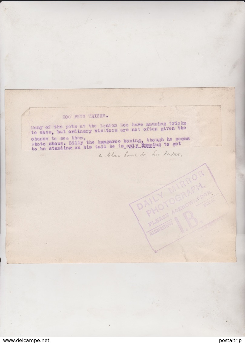 ZOO PETS TRICKS LONDON ZOO KANGAROO BOXING  ANIMAUX ANIMALS ANIMALES 20*15CM Fonds Victor FORBIN 1864-1947 - Sin Clasificación