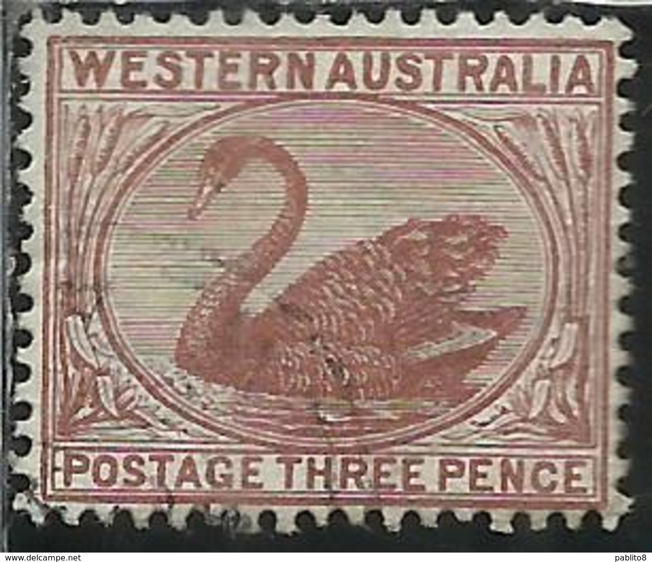 WESTERN AUSTRALIA OCCIDENTALE 1872 SWAN CIGNO THREE PENCE 3p USATO USED OBLITERE' - Oblitérés