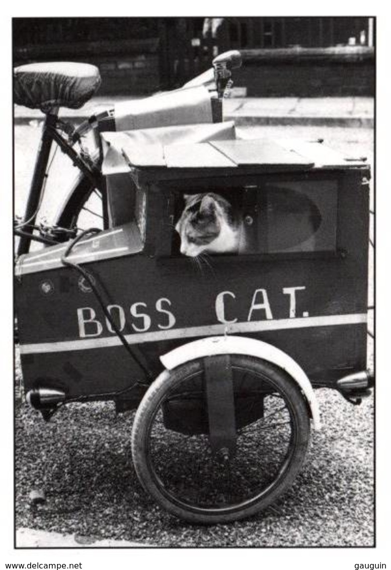 CPM - PHOTO Anonyme - LA LIMOUSINE - CHAT ... - Chats