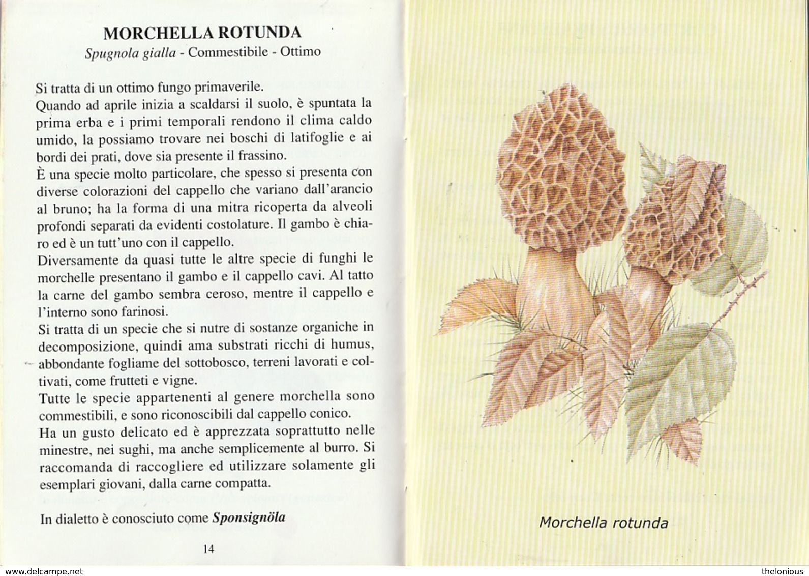 # I Funghi In Valle Brembana - Libricino Edito Dalla Comunità Valle Brembana - Natur