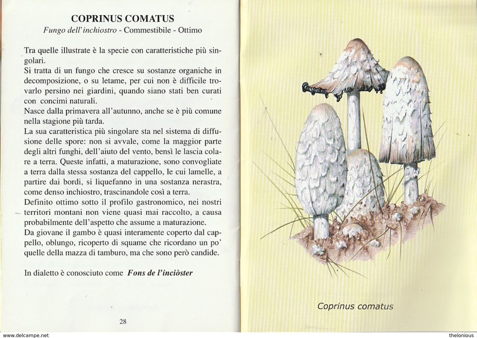 # I Funghi In Valle Brembana - Libricino Edito Dalla Comunità Valle Brembana - Nature