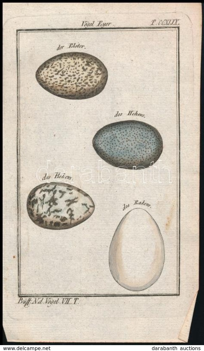 Cca 1780-1790 Vögel Eier Des Elster/Hehers/Rakers, Színezett  Rézmetszet, Papír, In: Buffon, Georges Louis Le Clerc De:  - Prints & Engravings