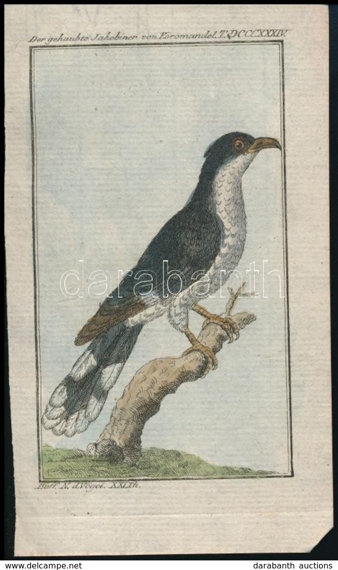 Cca 1780-1790 Szarkakakukk (Der Jakobinerkuckuck/ Jacobin Cuckoo), Színezett  Rézmetszet, Papír, In: Buffon, Georges Lou - Prenten & Gravure