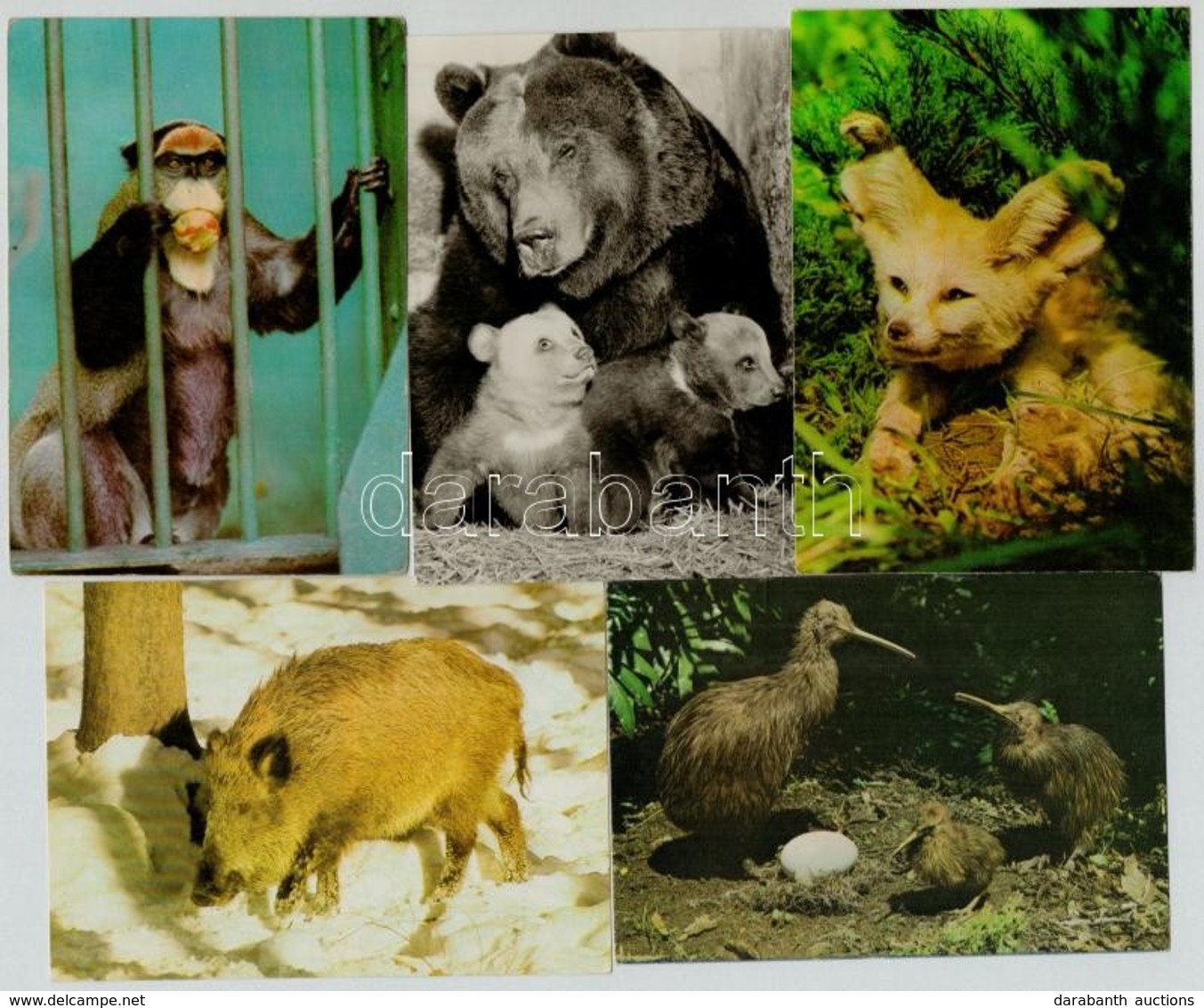 ** * Több Mint 140 Modern Állat Motívum Képeslap / Animals, More Than 140 Modern Postcards - Non Classés