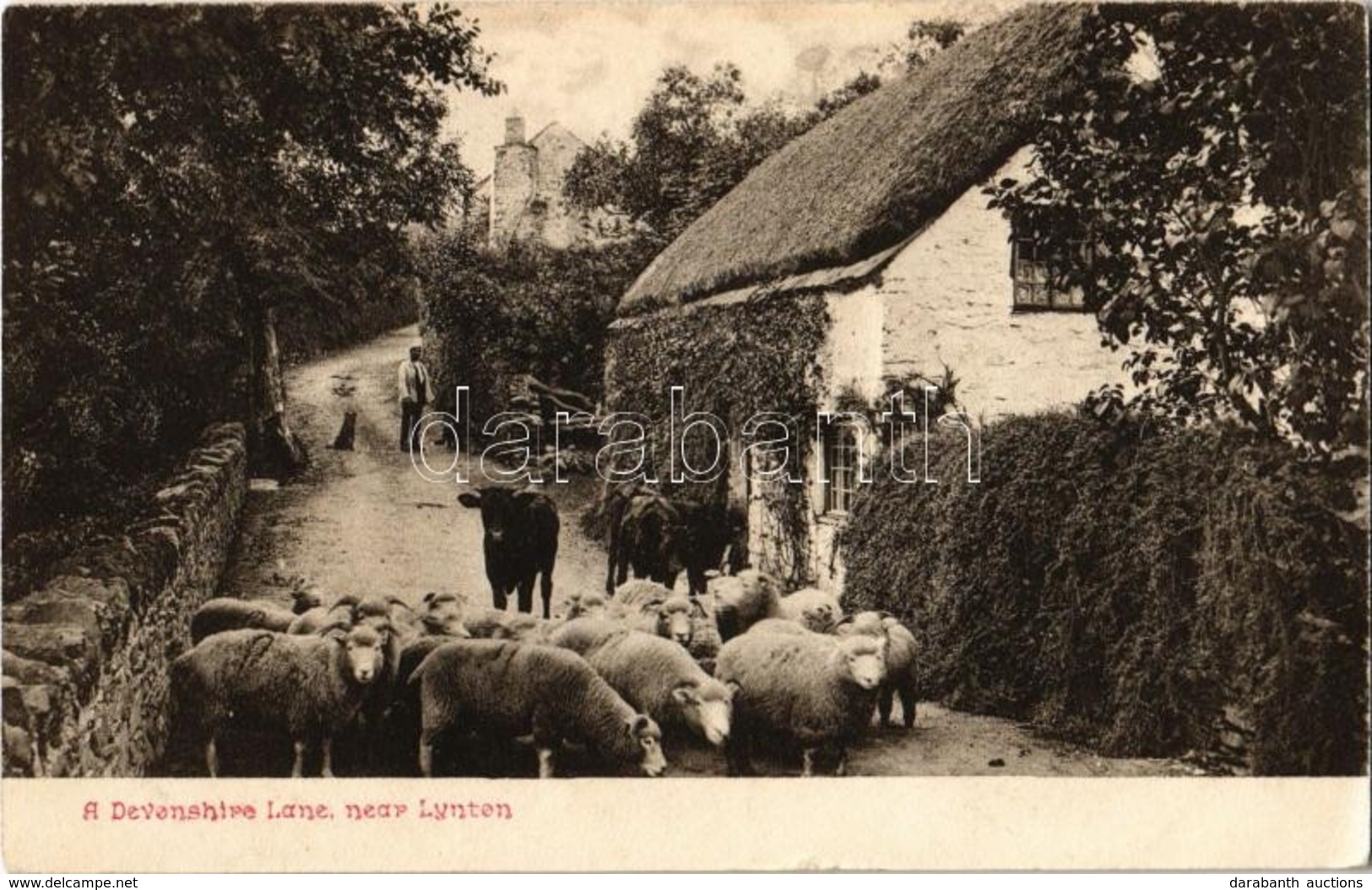 T2 1905 Lynton, A Devonshire Lane, Sheep - Zonder Classificatie