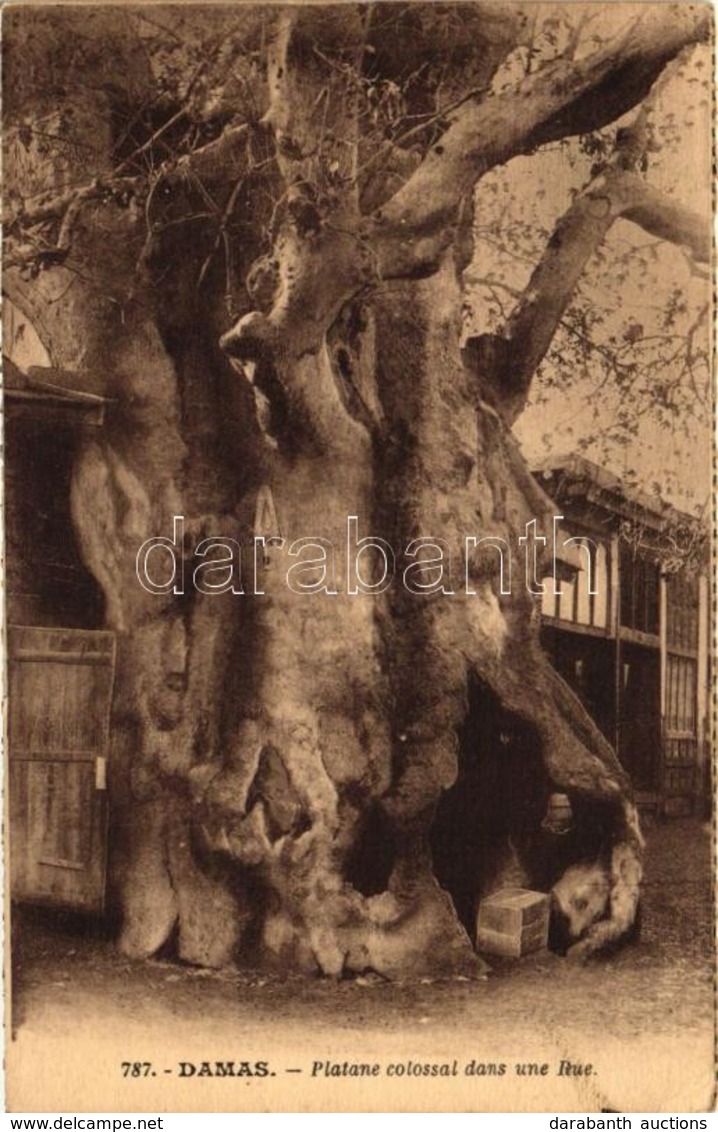 * T2 Damascus, Platane Colossal Dans Une Rue / Huge Plane Tree In A Street - Zonder Classificatie