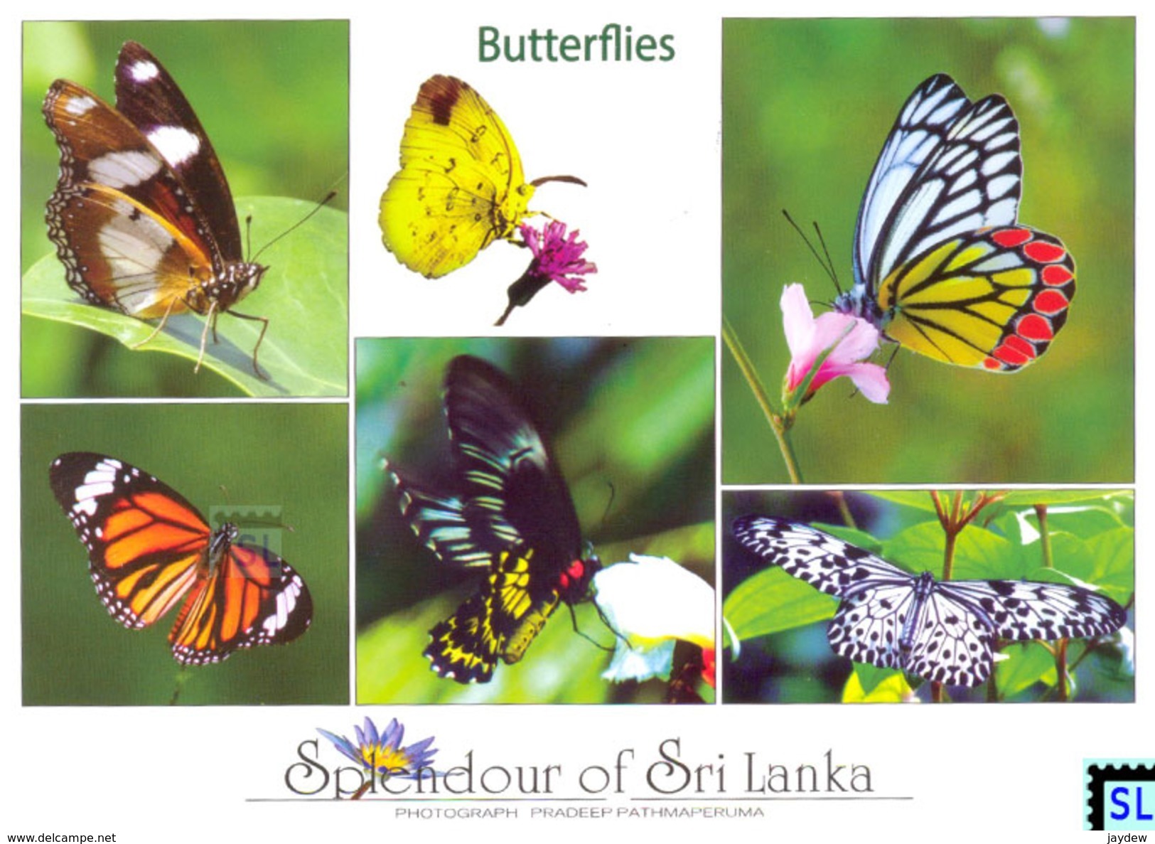 Sri Lanka Postcards, Butterflies, Postcard - Sri Lanka (Ceylon)