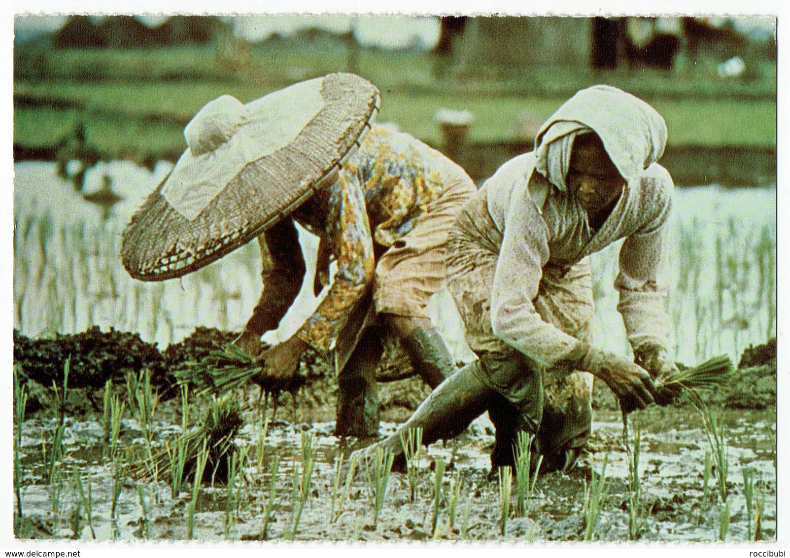 Indonesien, Planting Rice, Indonesia - Indonesien