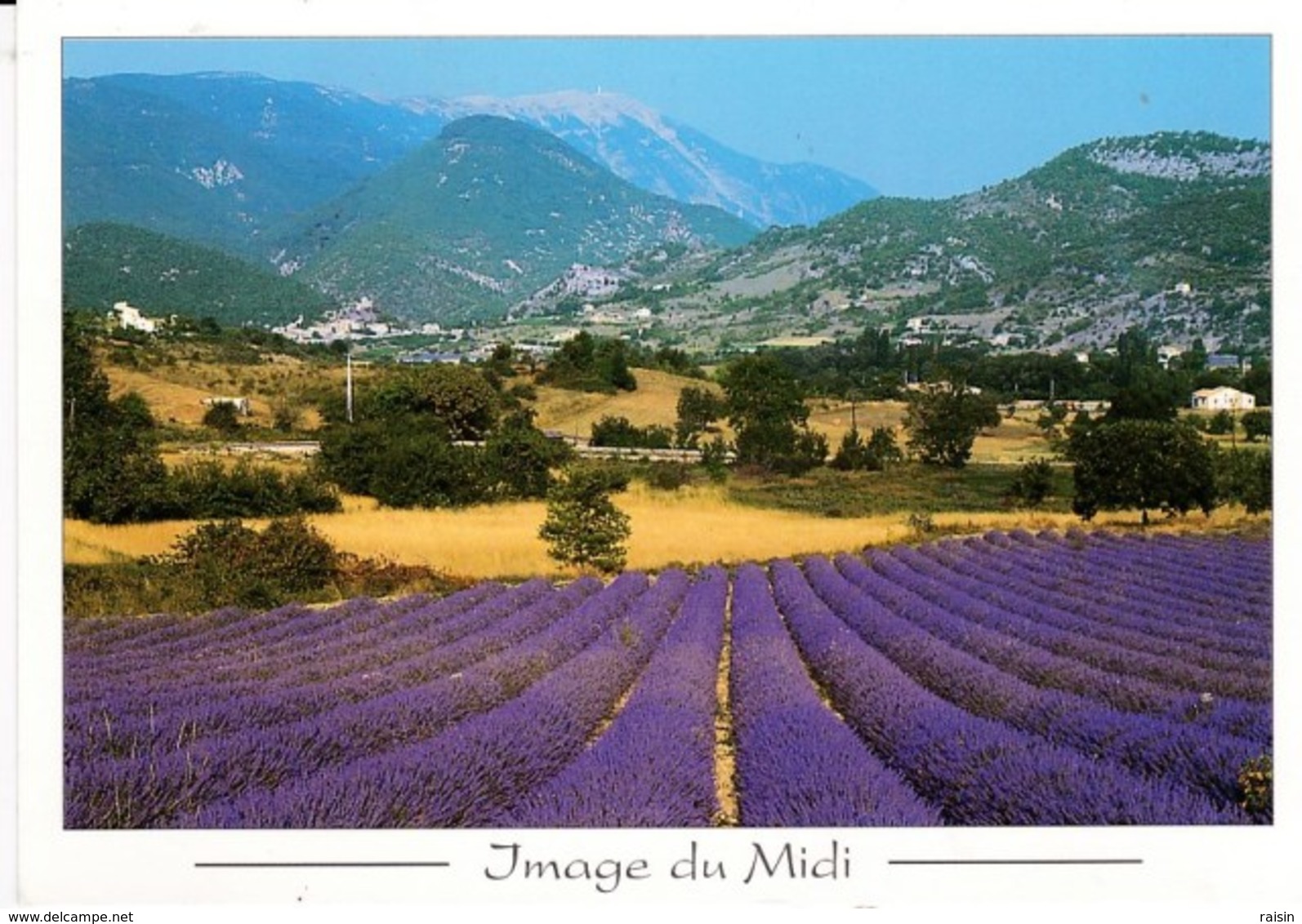 Provence Image  Du Midi Champs De Lavande Sur Fond De Mont Ventoux TBE - Provence-Alpes-Côte D'Azur