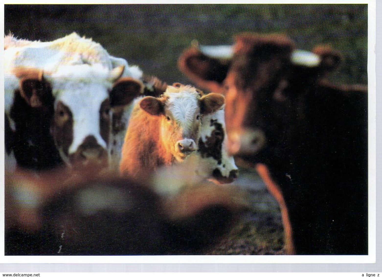 REF 352 : CPM Vache Thierry Des Ouches Roussette - Mucche