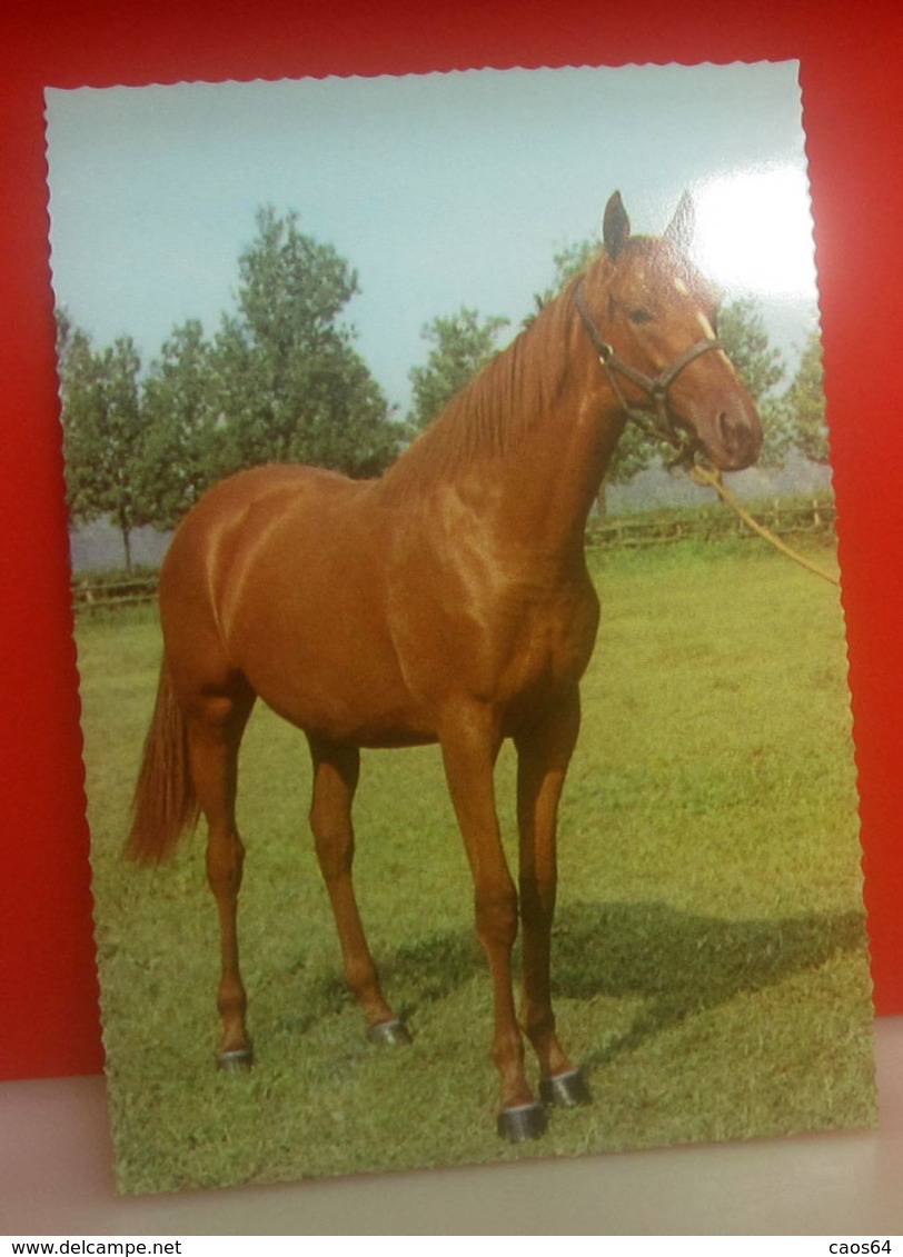Cavallo Horse CARTOLINA Non Viaggiata - Horses