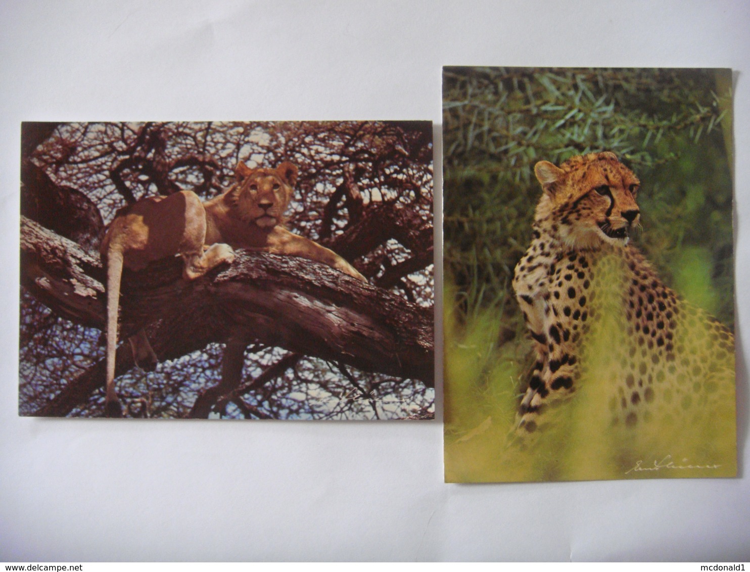 Lot De 2 Cartes (16,5 Cm X 12 Cm) D'animaux De KENYA ( Lion - Guépard ) - Kenya