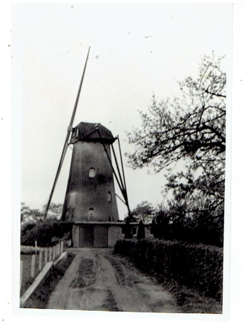 HOOGSTRATEN - 2 Kleine Foto's 9,5 X 6,5 Cm - Opname Van Molen 1952 - 1 Foto Met Wieken - 1 Foto Zonder Wieken - Hoogstraten