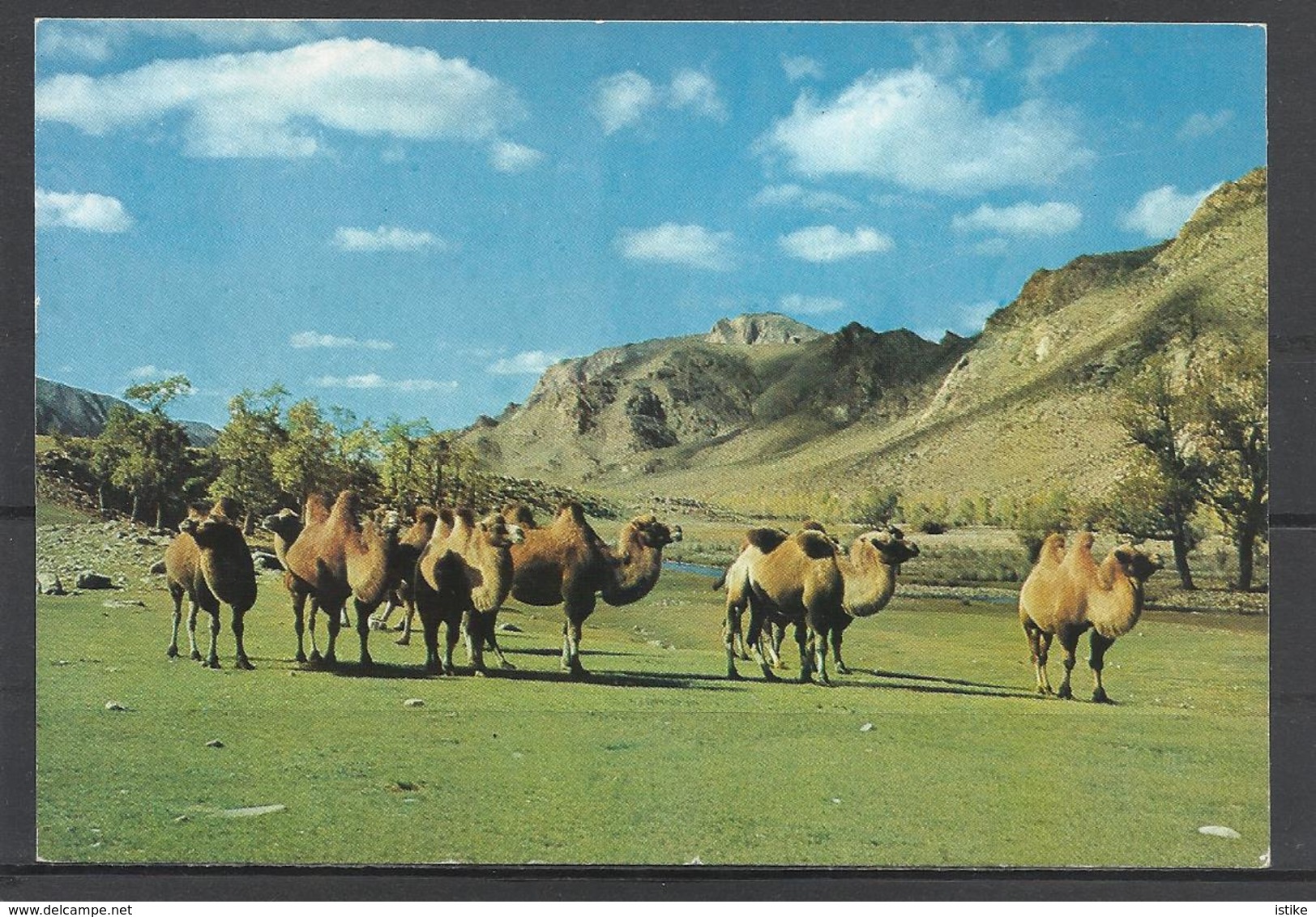 Mongolian Camels. - Mongolia