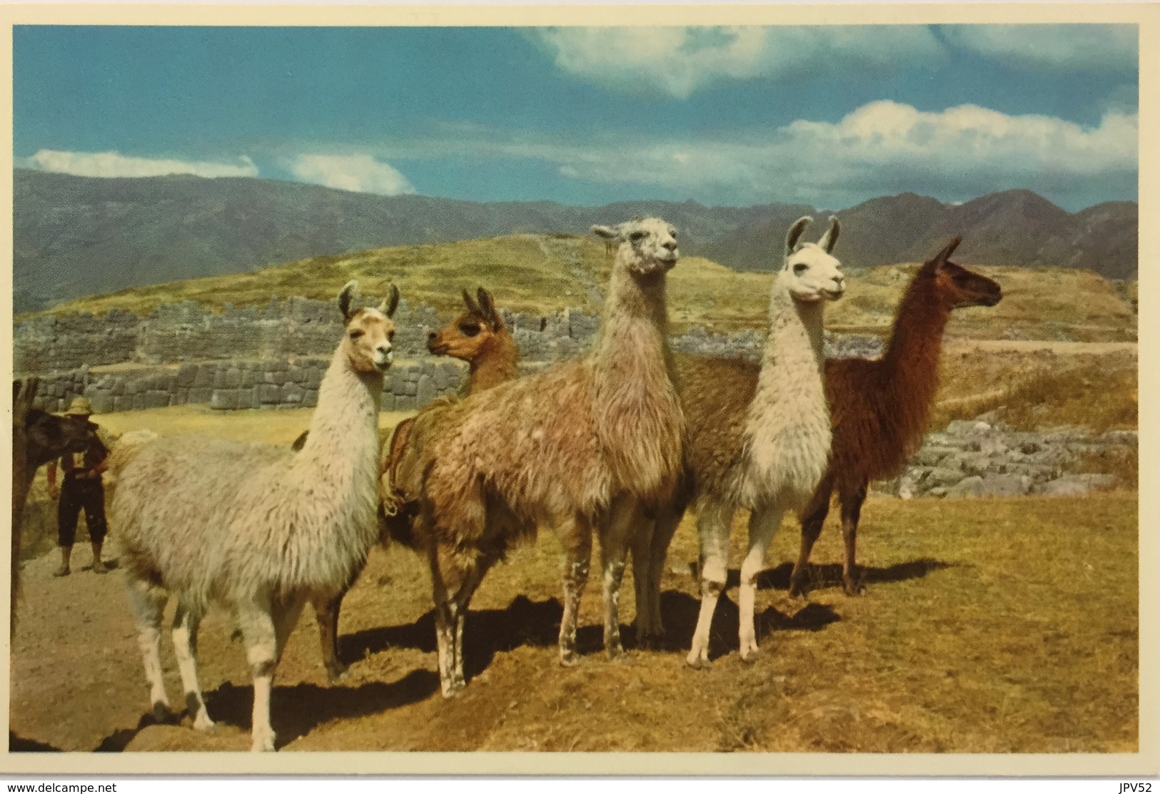 (687) Peru - Group Of Llamas In The Ruins Of Sacsahuaman - Cuzco. - Pérou