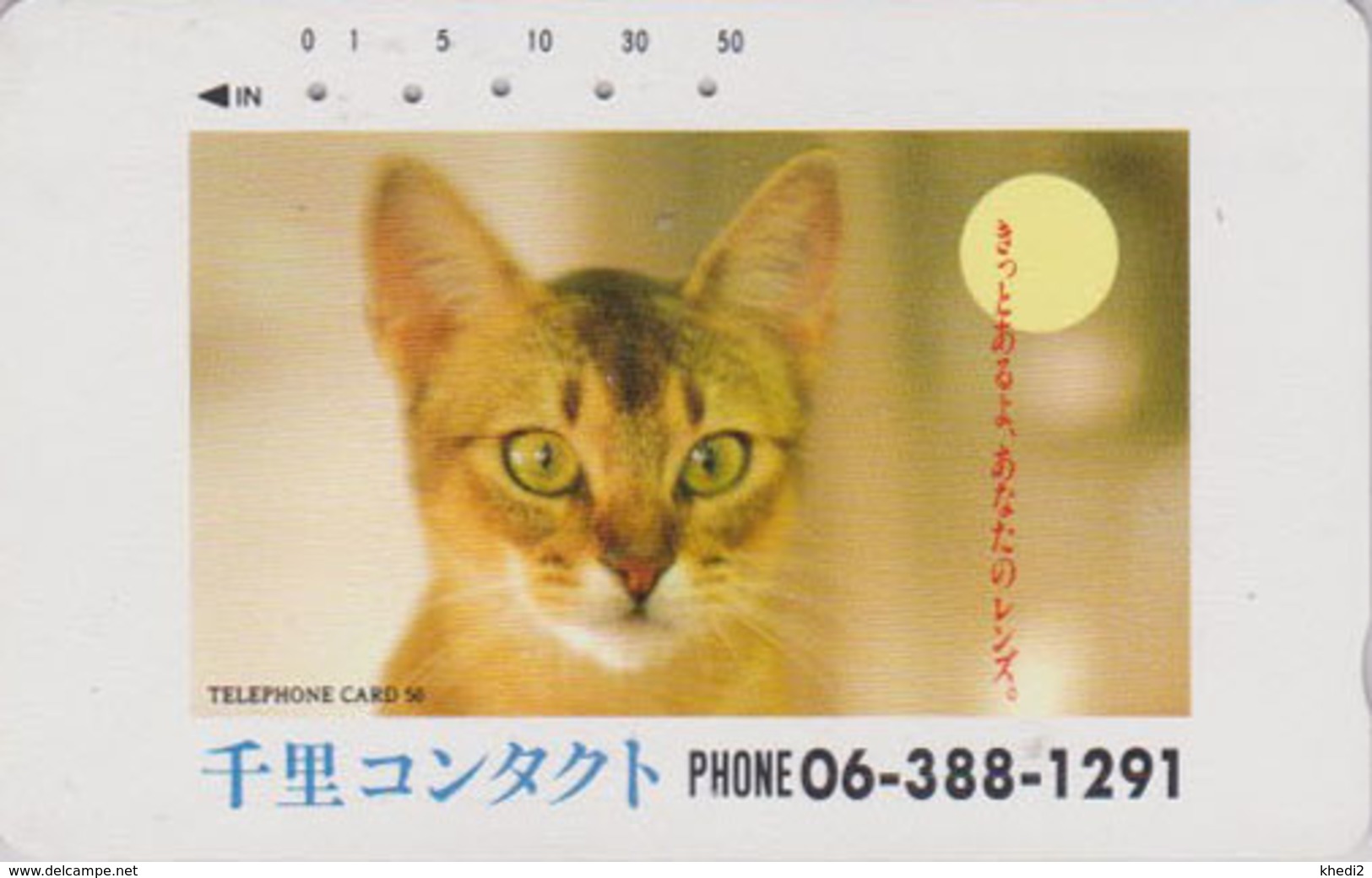 Télécarte Japon / 290-10362 - ANIMAL - CHAT Roux  - CAT Japan Phonecard - KATZE -GATTO - GATO -  5007 - Chats