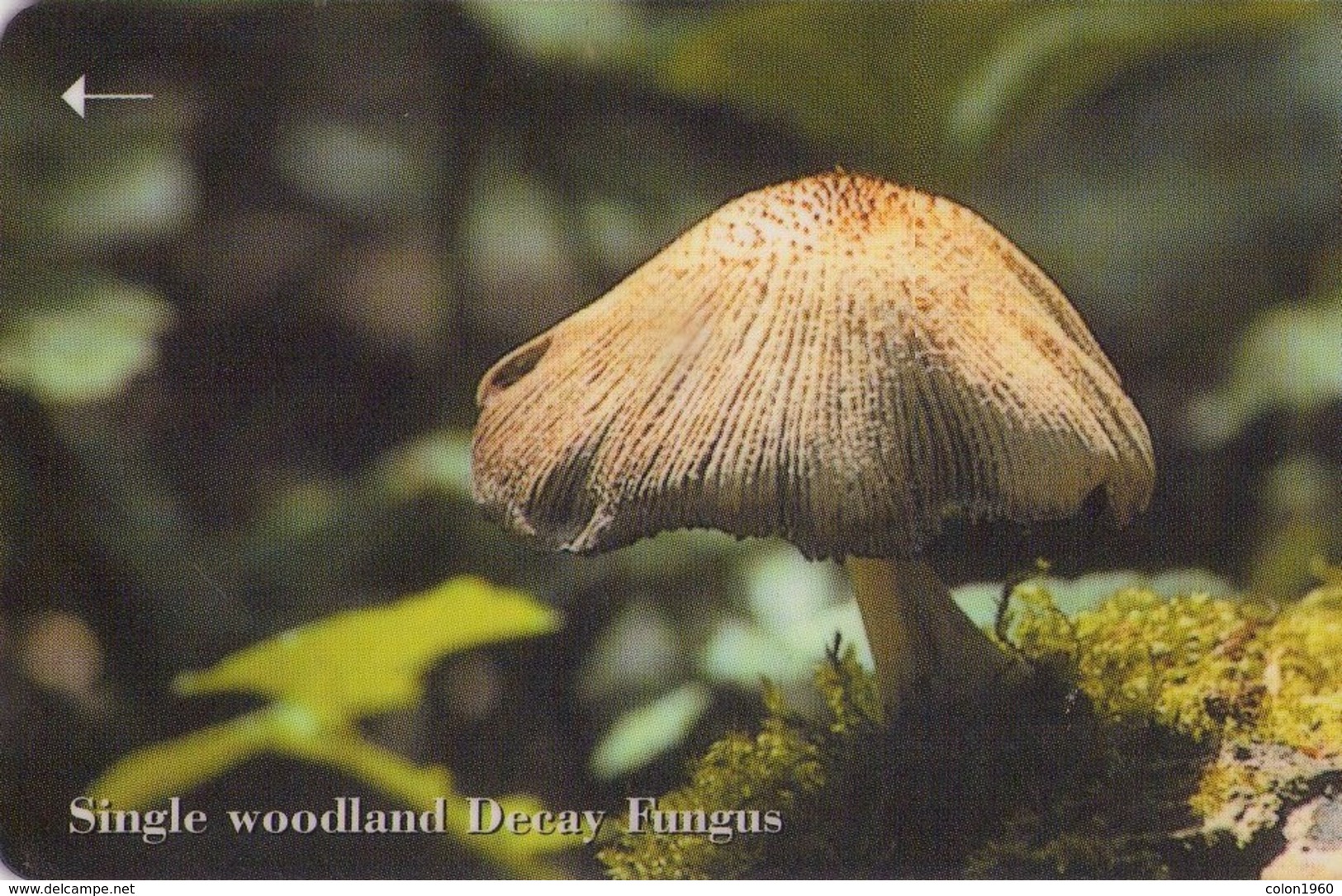 JERSEY ISLANDS. 71JERC. Setas - Mushrooms-CHAMPIGNONS-FUNGHI. Single Woodland Decay Fungus. 20000 Ex. (406) - Flores