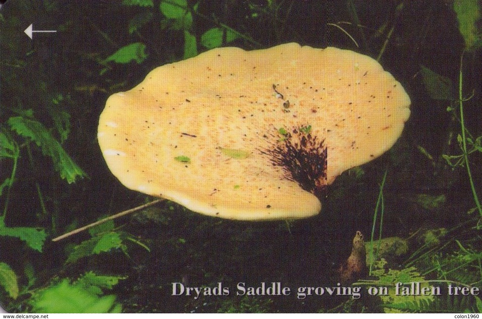 JERSEY ISLANDS. 71JERD. Setas - Mushrooms-CHAMPIGNONS-FUNGHI. Dryads Saddle. 20000 Ex. (404) - Fleurs