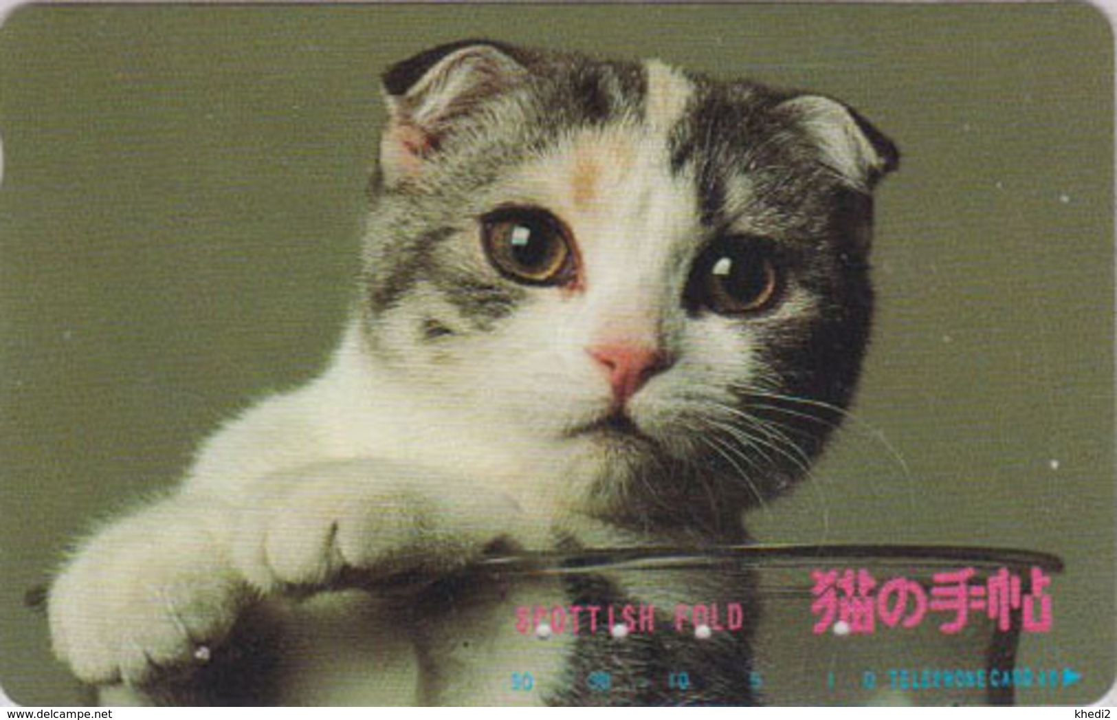 RARE Télécarte Japon / 110-122351 - ANIMAL - CHAT ** SCOTTISH FOLD ** - CAT Japan Phonecard - KATZE - GATTO - 5036 - Chats