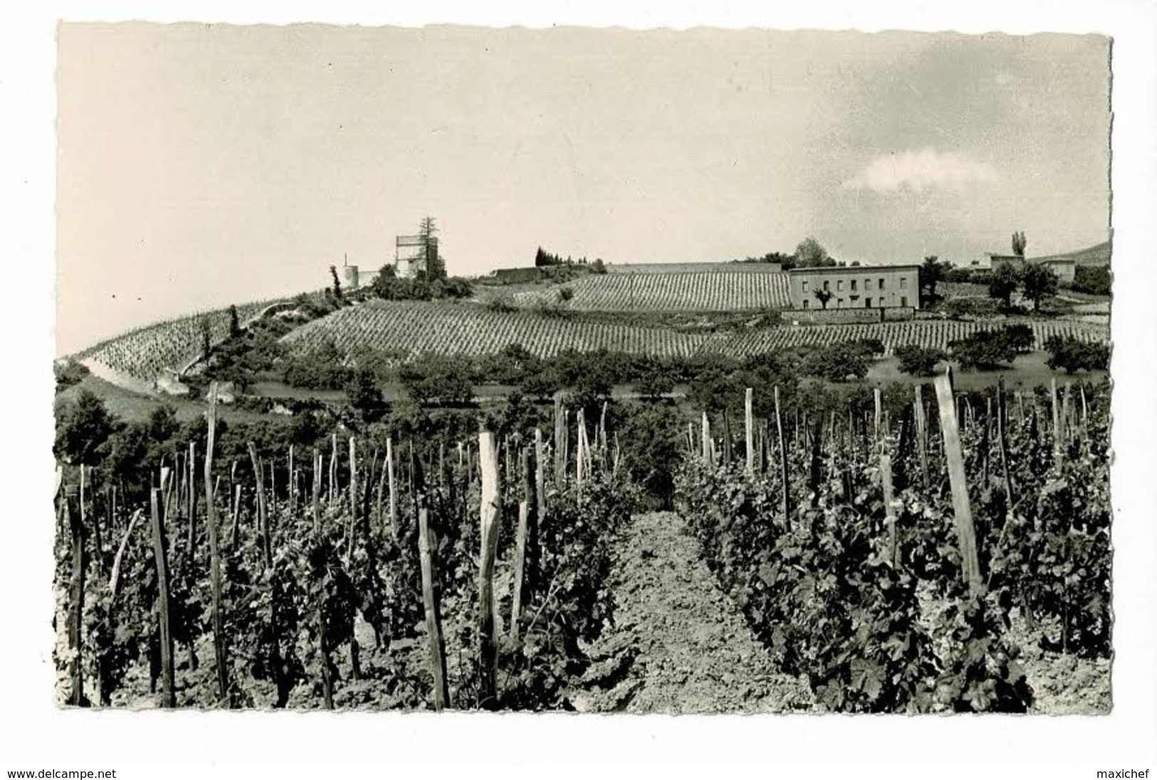 Domaine De Chante-Alouette - N. Chapoutier - Tain (vignobles) Pas Circulé - Autres & Non Classés