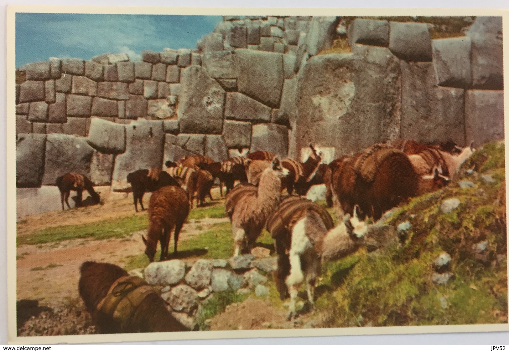 (708) Peru - Cuzco - Ruins Of Sacsahuaman - Lamas - Pérou