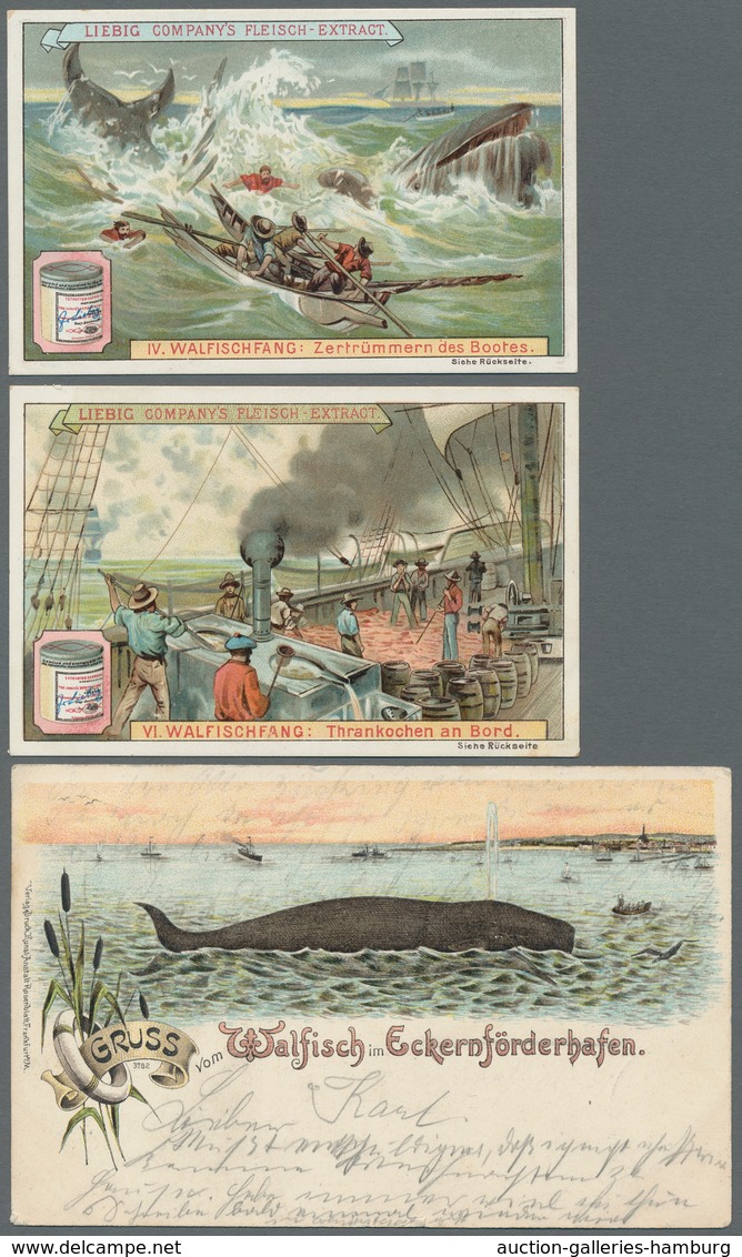Thematik: Tiere-Meeressäuger (u.a. Wale) / Animals-aquatic Mammals: WALE/WALFANG; 1900-1996, Postfri - Sonstige & Ohne Zuordnung