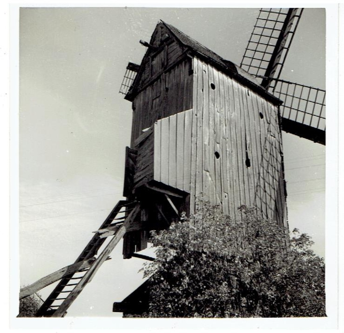 WORTEGEM - 2 Kleine Foto's 9 X 9 Cm + 1 Kleine Foto 9 X 6,5 Cm - Stuivenberg Molen Aug.1961 - Wortegem-Petegem