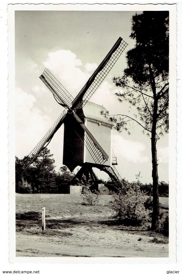 KASTERLEE - Oude Standaardmolen - Echte Foto - Uig. E. Beersmans - Kasterlee