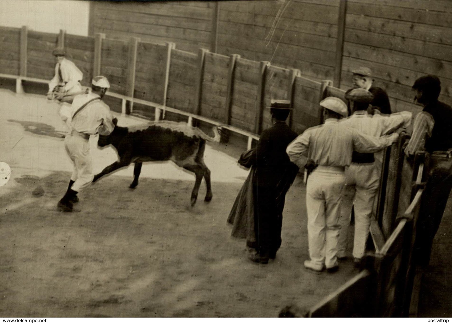 TAUREAUX VAQUILLAS TOROS NARBONNE  16*12CM Fonds Victor FORBIN 1864-1947 - Otros & Sin Clasificación