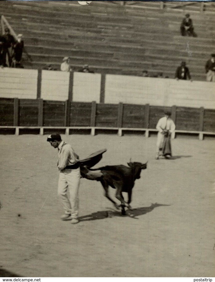 TAUREAUX VAQUILLAS TOROS NARBONNE  16*12CM Fonds Victor FORBIN 1864-1947 - Otros & Sin Clasificación