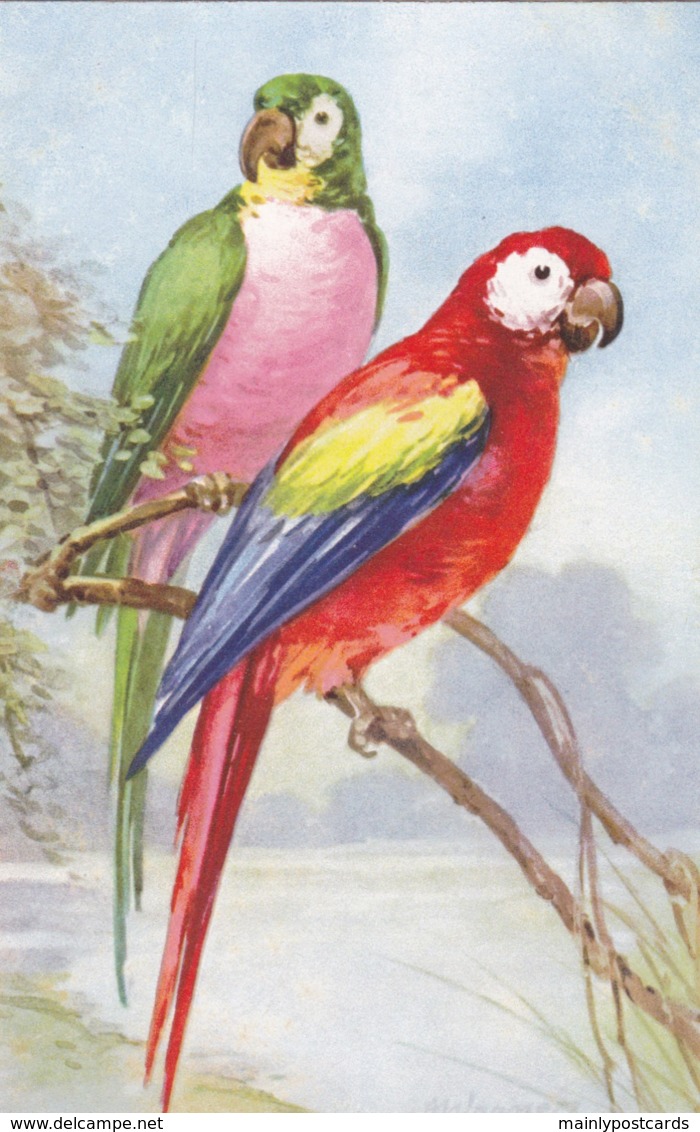 AS79 Animals - Birds - 2 Parrots By Wagner - Birds