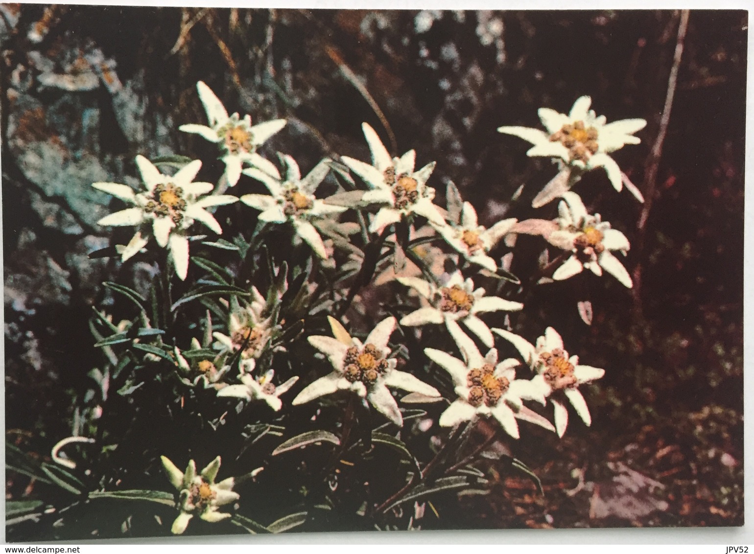 (717) Edelweiss - Blüte Von Juli Bi August In Höhe Zwischen 1700 Und 3400 M - Fleurs