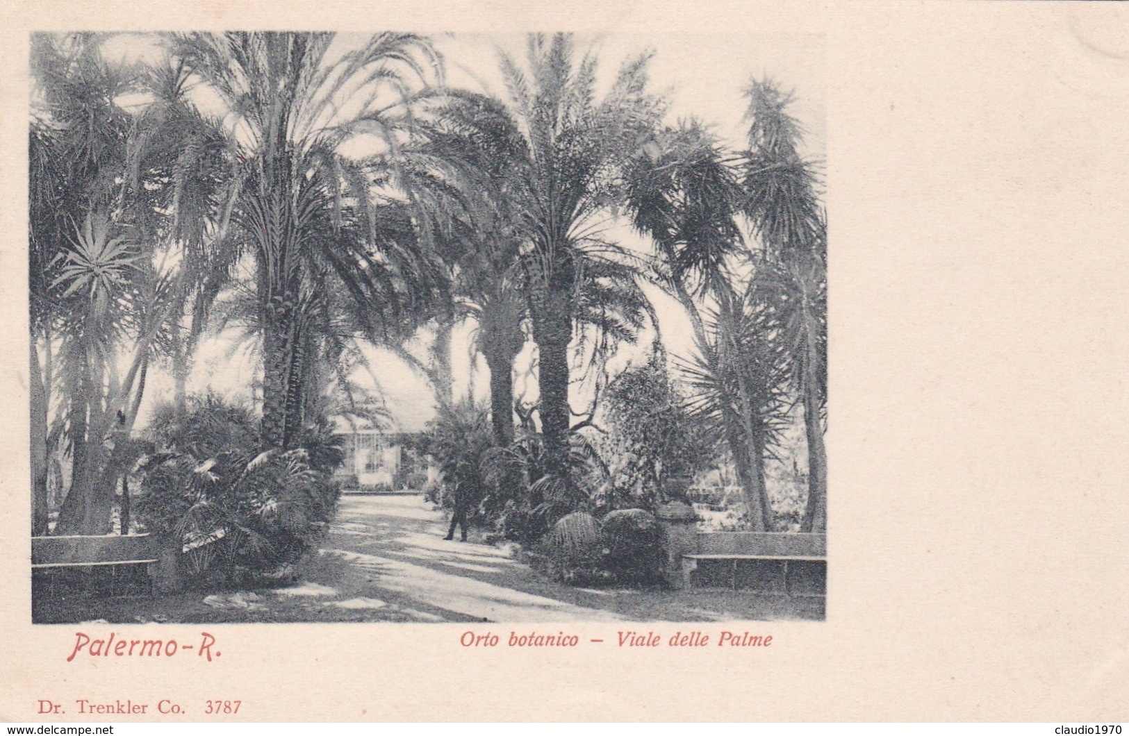 CARTOLINA - PALERMO - ORTO BOTANICO - VIALE DELLE PALME - VIAGGIATA PER PISA ( FRANCOBOLLO ASPORTATO) - Palermo