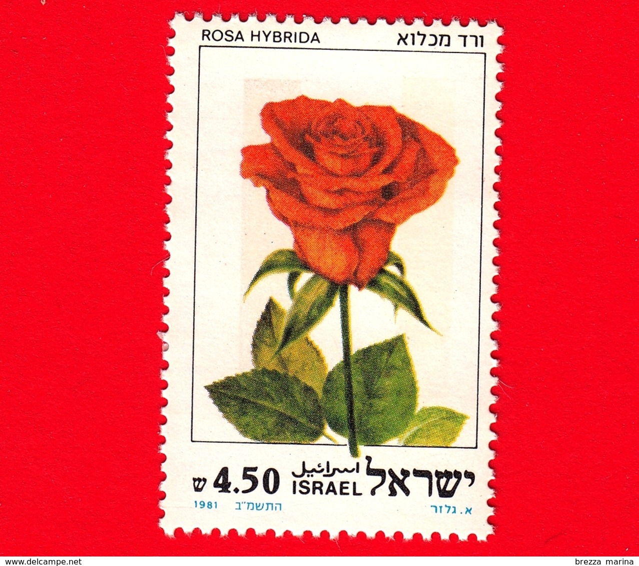 Nuovo - MNH - ISRAELE - 1981 - Fiori - Flowres - Fluurs - Rosa Hybrida  - 4.50 - Unused Stamps (without Tabs)