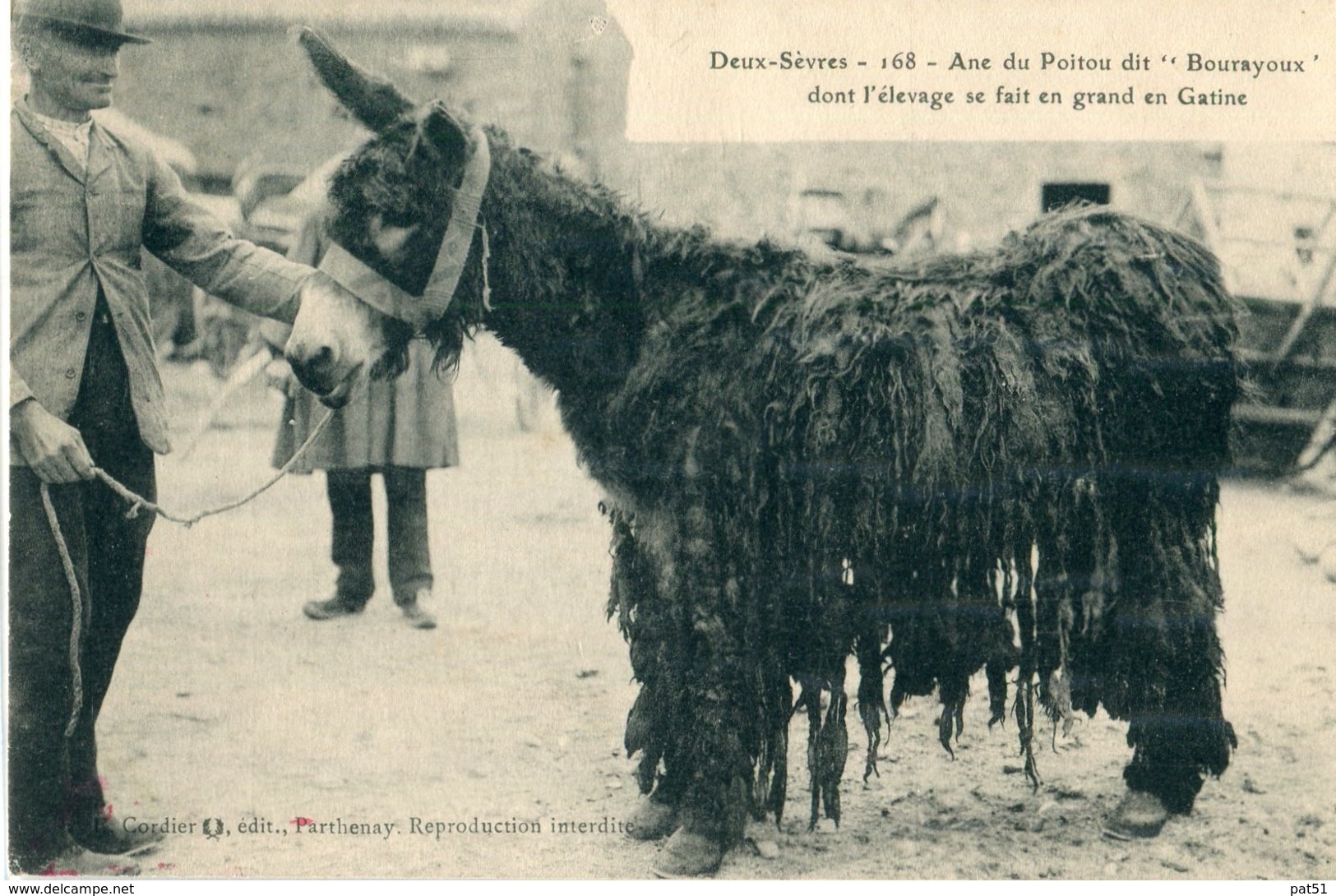 79 - Parthenay - Gâtine : Ane Du Poitou Dit " Bourayoux " - Altri & Non Classificati