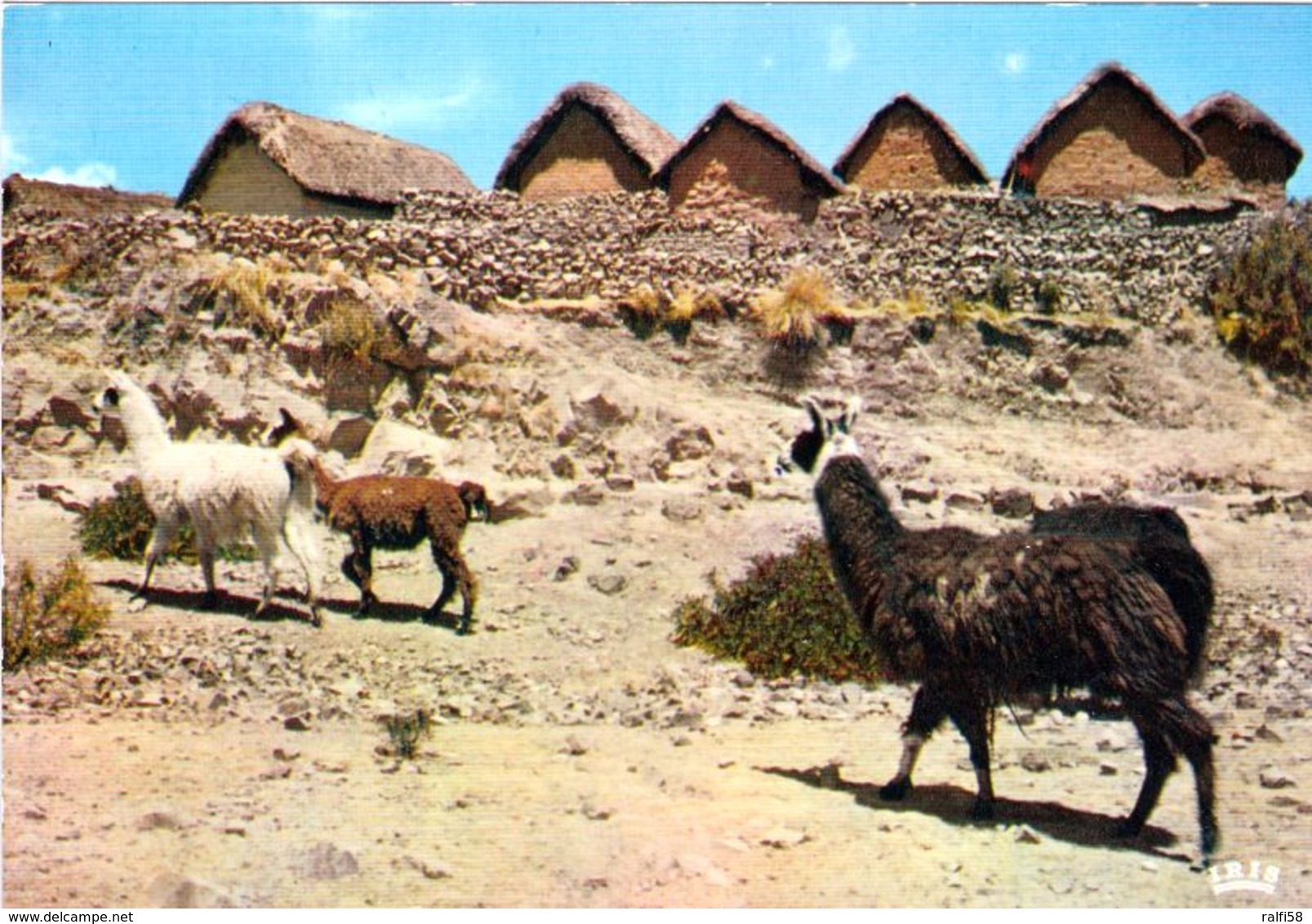 1 AK Peru * Lamas Und Typische Häuser In Der Region Puno * IRIS Karte * - Peru