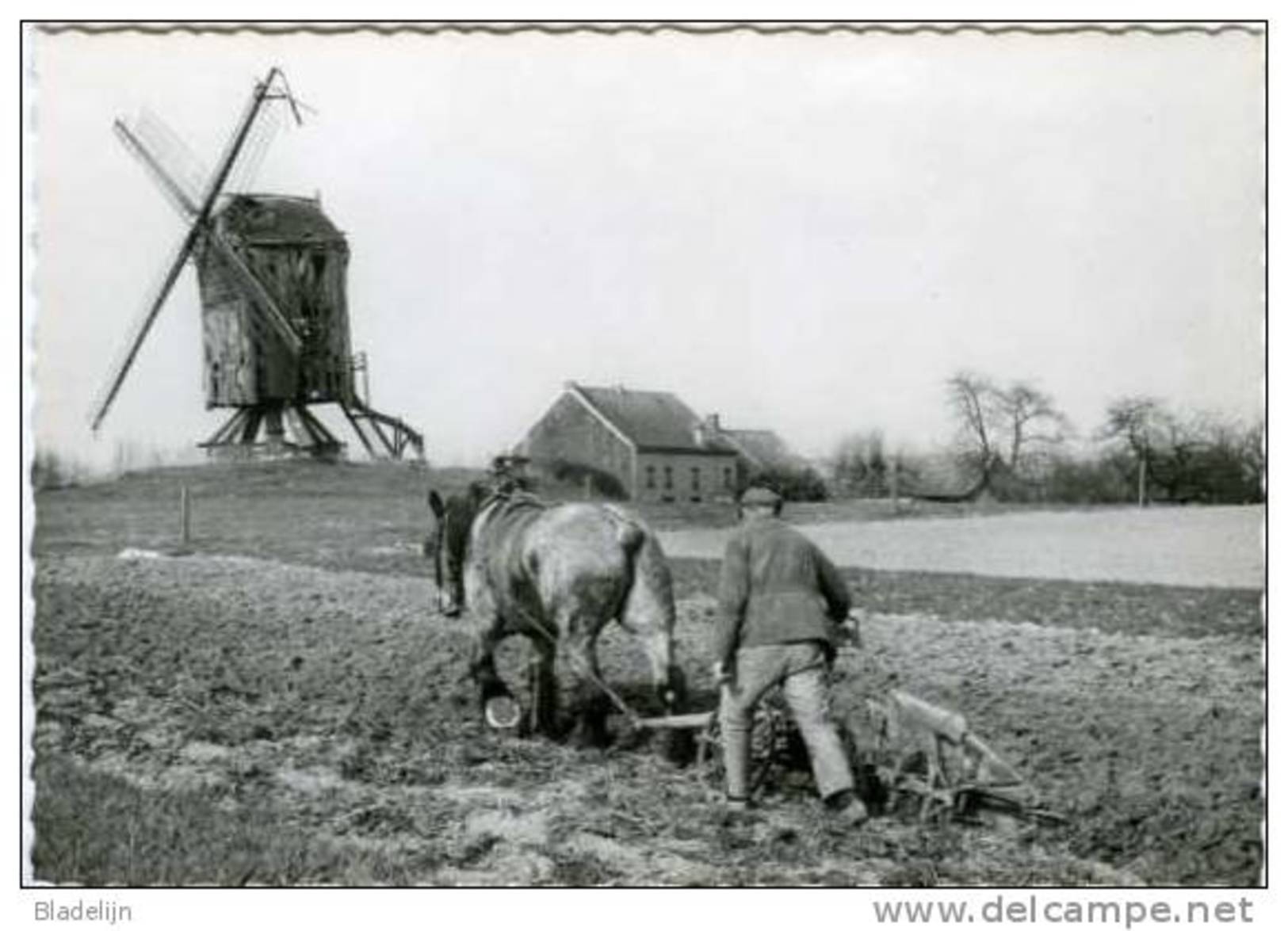 SINT-ANTELINKS - Herzele (O.Vl.) - Molen/moulin - Staakmolen "Ter Rijst" Met Ploegende Boer, Voor De Instorting (1973) - Herzele