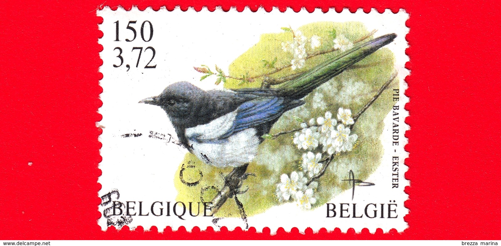 BELGIO - Usato - 2001 - Uccelli Di Buzin - Gazza - Eurasian Magpie (Pica Pica) - 150 3.72 - 1985-.. Uccelli (Buzin)