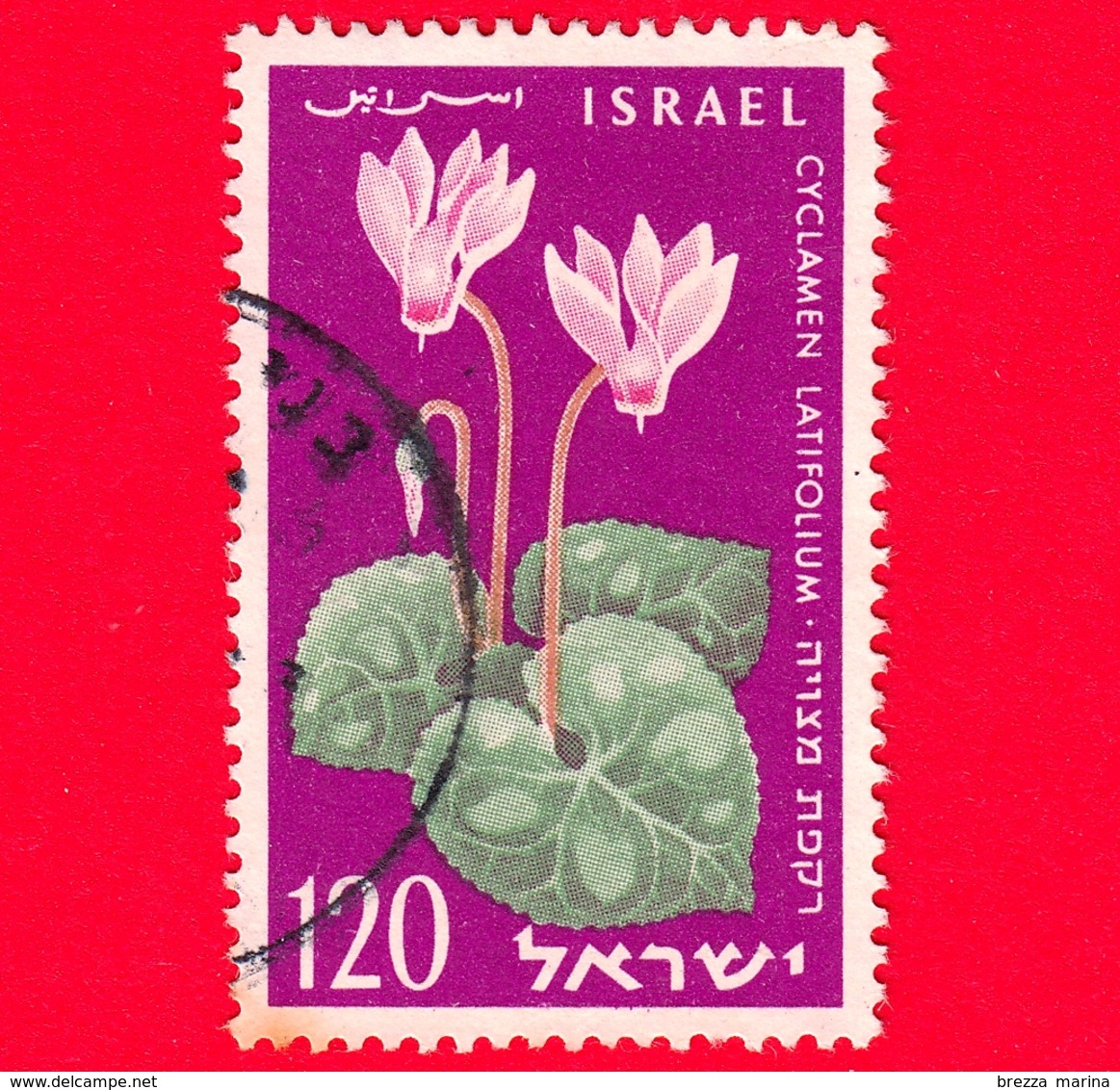 ISRAELE - Usato - 1959 - Anniversario Dell'indipendenza (11°) - Fiori  - Ciclamino - Flowers - Cyclamen Latifolium - 120 - Gebraucht (ohne Tabs)