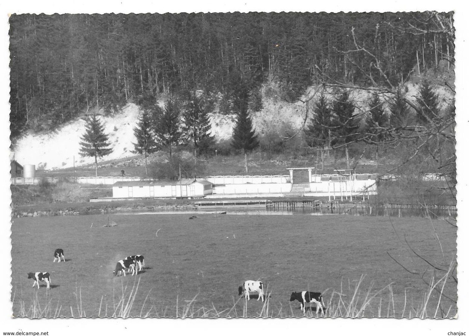 Cpsm: 52 CHOIGNES LE HAUT (ar. Chaumont) Baignade Des Cheminots (Vaches) La Marne Touristique (Rare) - Autres & Non Classés