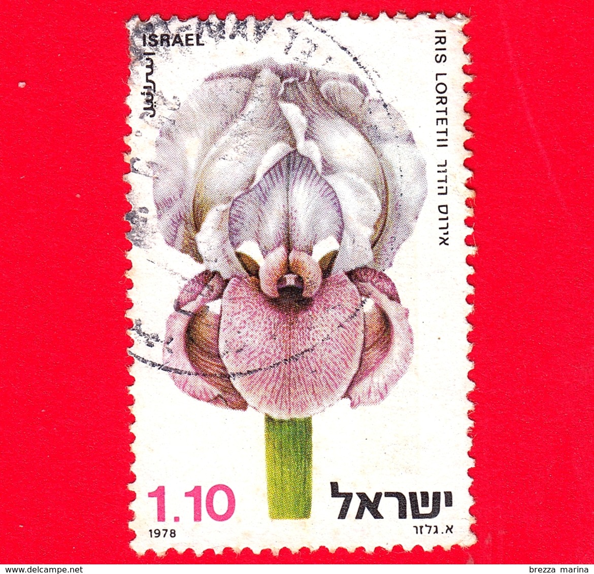 ISRAELE - Usato - 1978 - Fiori - Flowers - Fleurs - Iris Lortatii - 1.10 - Usati (senza Tab)