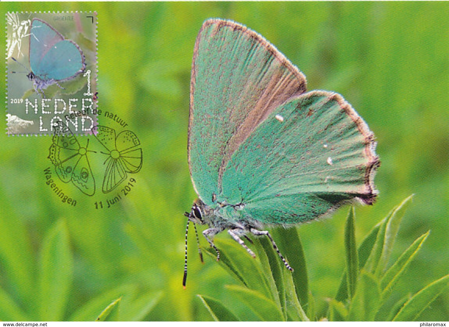 D37856 CARTE MAXIMUM CARD RR FD 2019 NETHERLANDS - CALLOPHRYS RUBI - SPEC. POSTMARK - READ!! CP ORIGINAL - Farfalle