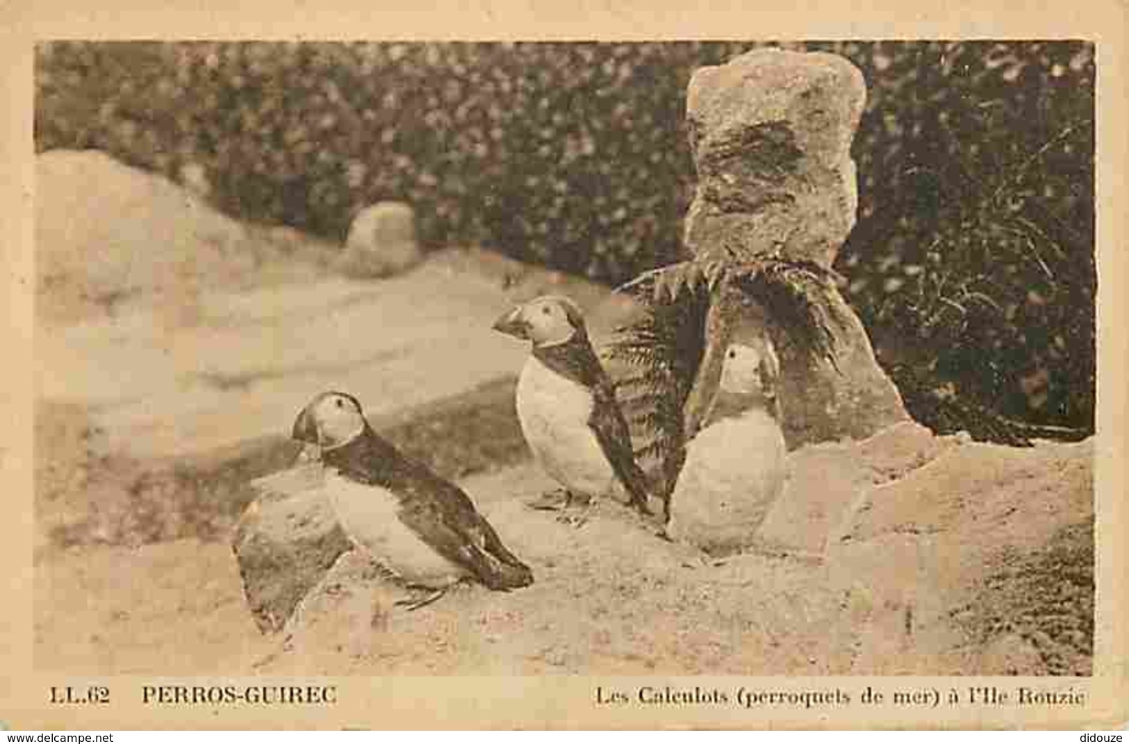 22 - Perros Guirec - Les Calentots - Macareux Moines - Perroquets De Mer à L'ile Rouzic - Voir Scans Recto-Verso - Perros-Guirec