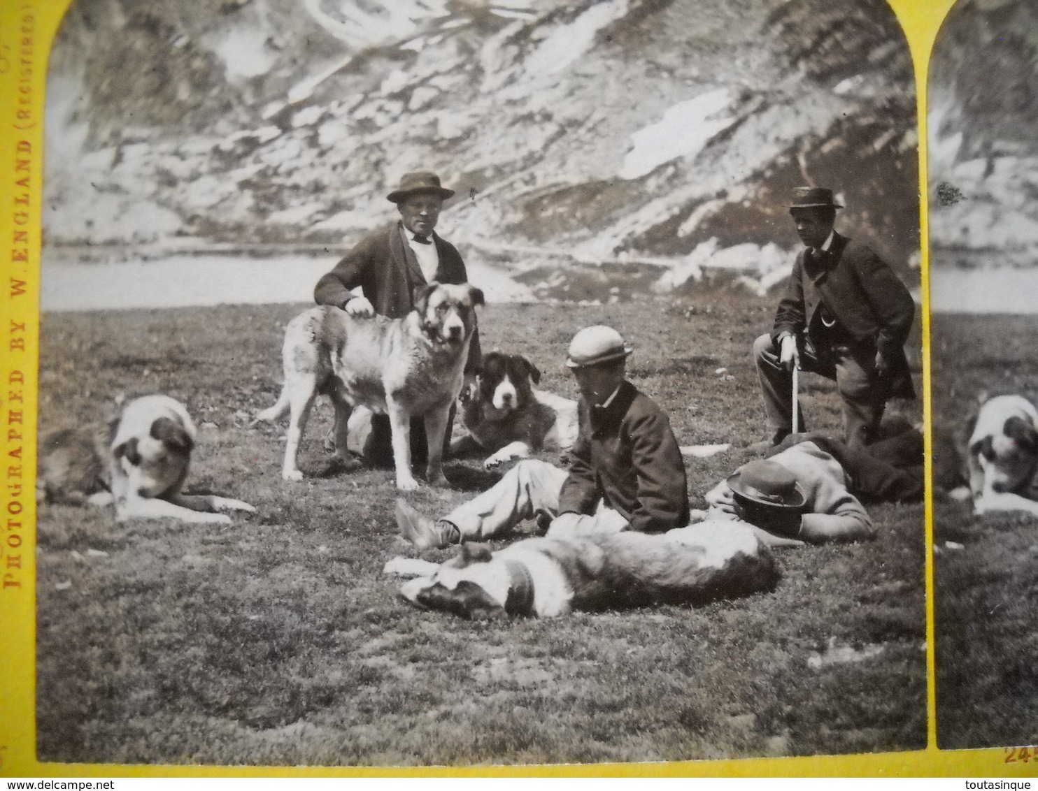 Suisse .  Photo Des Chiens De L'hospice Du Grand St Bernard .  2 Photos - Stereoscopio