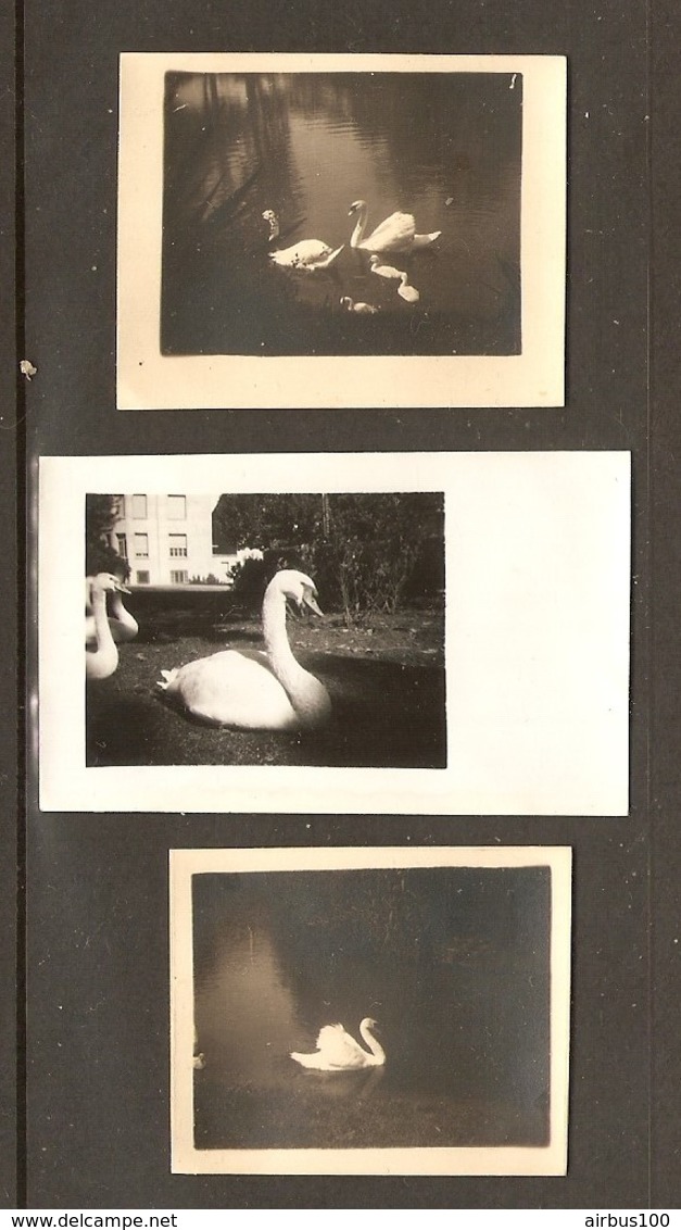 3 PHOTOS ORIGINALES 1932 - PAU Le PARC - CYGNE SWAN - Sonstige & Ohne Zuordnung