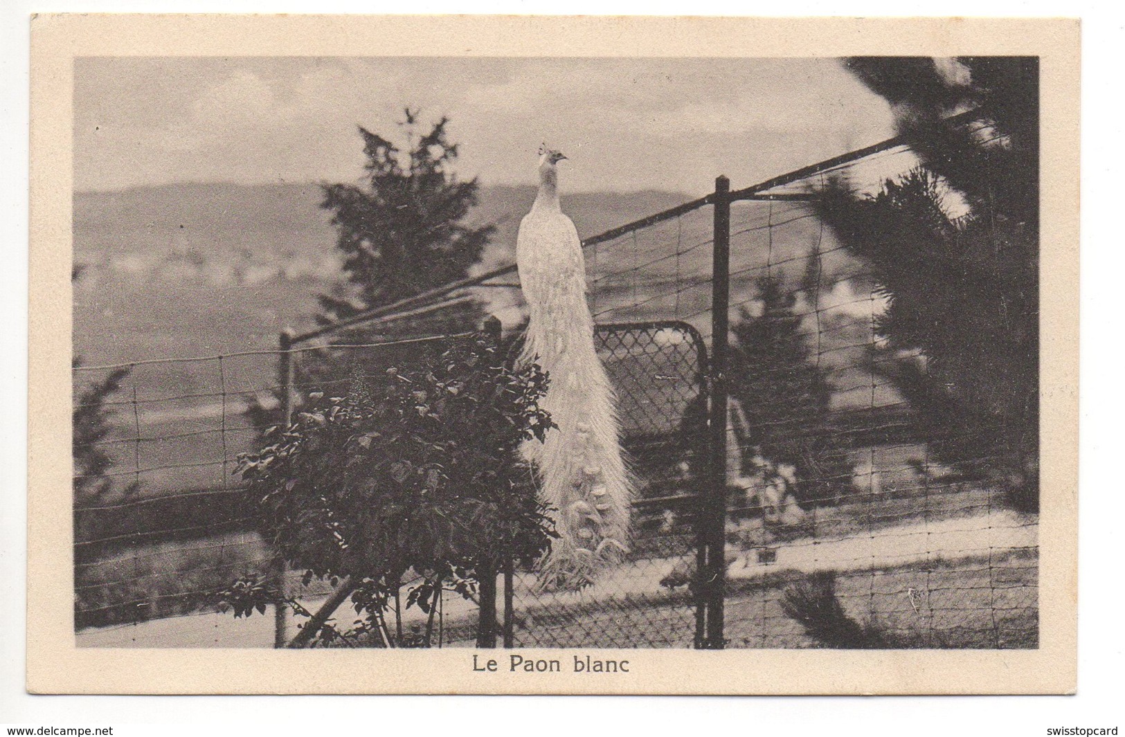 GENEVEYS Parc Acclimatation S/Coffrane Prop. Camille Droz. Herboriste Botaniste Le Paon Blanc - Les Hauts-Geneveys