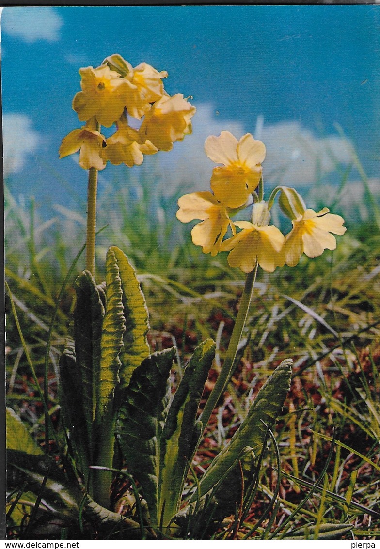 PRIMULA ELIATOR - EDIZ. F.LLI ENRICO IVREA - NUOVA - Fiori