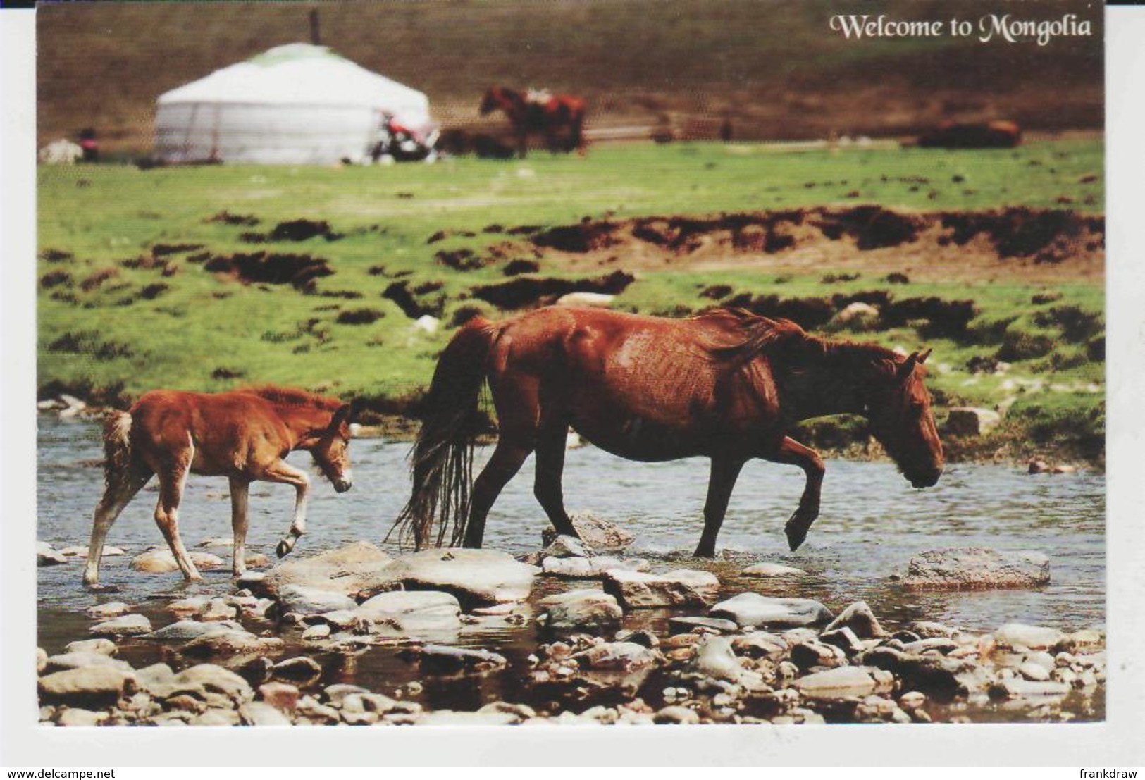 Postcard - Mongolia - Mare And Foal, House ( Ger Tent In The Background  ) - Unused Very Good - Unclassified